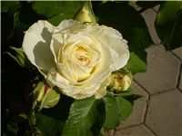 6c5dcb13-Picture 2589.jpg